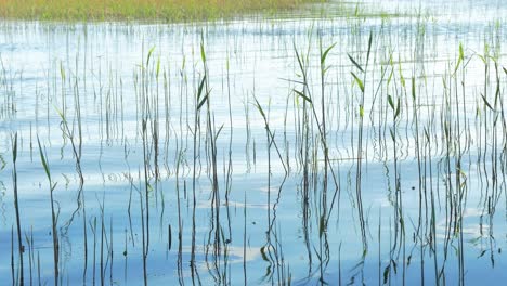 Beautiful-view-of-a-Lake-Usma-shore-on-a-sunny-summer-day,-distant-islands-with-lush-green-forest,-rural-landscape,-coast-with-old-reeds-in-the-water,-medium-closeup-shot