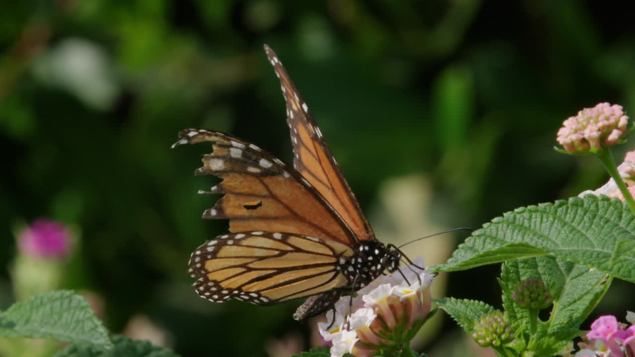 Monarch butterfly on lantana flower