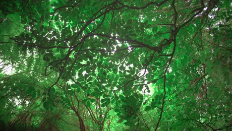 Neuseeland-Wald,-Der-Zu-Den-Blättern-In-Einem-Wald-Aufschaut