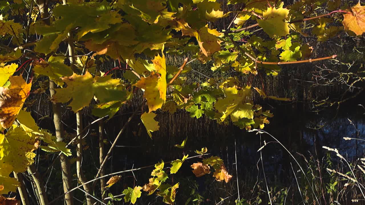 Auringon valaisema ruskan lehdistö huojuu lempeästi tumman veden taustaa vasten ja pehmeällä syvyydellä.