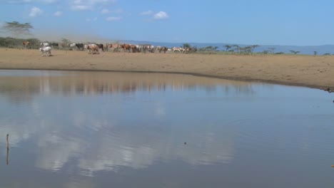 Masai-Rinder-Und-Kühe-Werden-Zu-Einer-Wasserstelle-In-Kenia-Getrieben