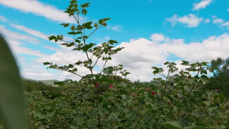 upland cotton or mexican cotton fields growing in rural plantation