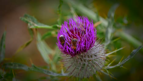 Aufnahmen-Einer-Nahaufnahme-Einer-Hummel,-Gefilmt-In-4k-In-Zeitlupe,-Die-Honig-In-Einer-Wunderschönen-Lila-Blume-Sammelt,-Die-Sich-Bewegt-Und-Fliegt,-Gefilmt-Mit-Einem-Teleobjektiv-Ganz-Nah