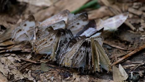 tightly huddled together as they res on the forest ground, marbled map cyrestis cocles, butterfly, thailand