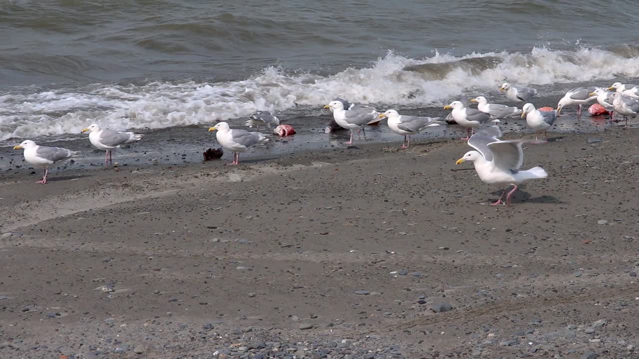 알래스카의 요리사 입구에 있는 해변의 수선에서 쉬고 있는 갈매기 무리