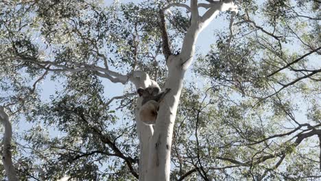 el oso koala trepa lentamente a un eucalipto australiano nativo en busca de una rama segura para dormir.