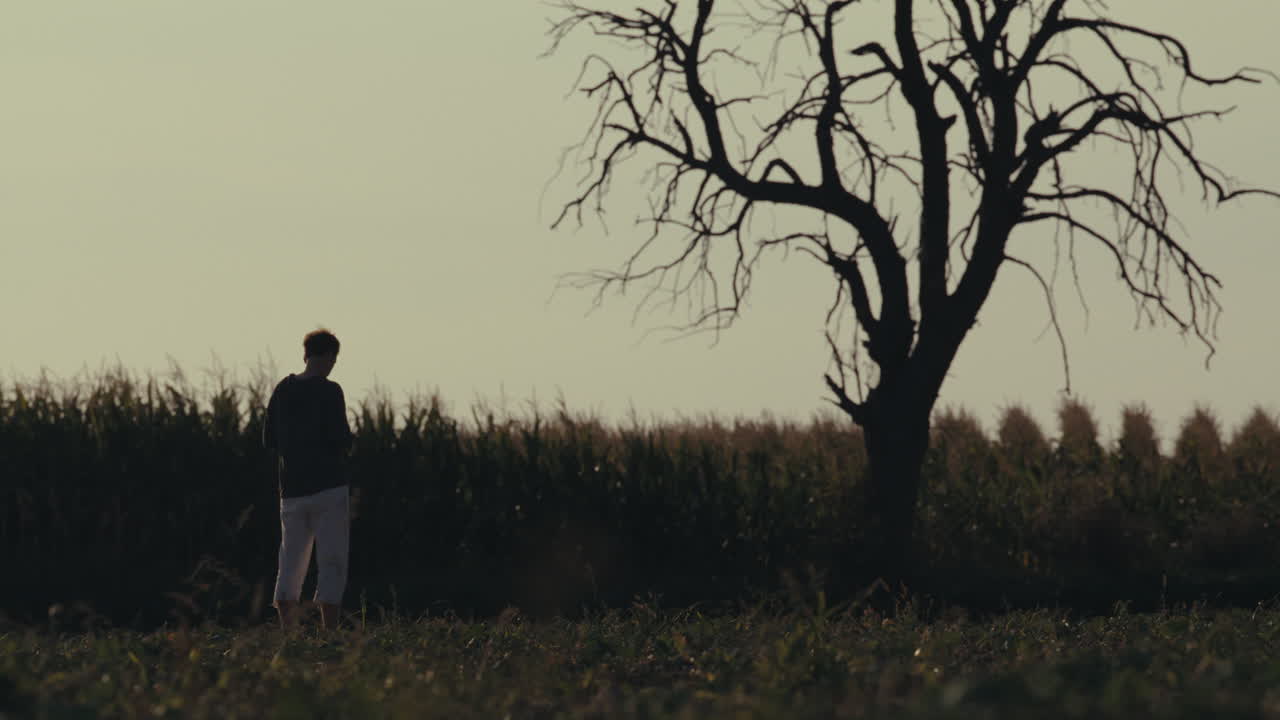 Solitary Silhouette in a Field with a Barren Tree at Twilight