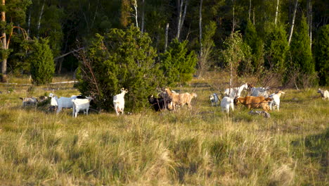 White-Goat-Herd-Grazing-on-a-Meadow-on-a-Sunny-Day-During-Golden-Hour