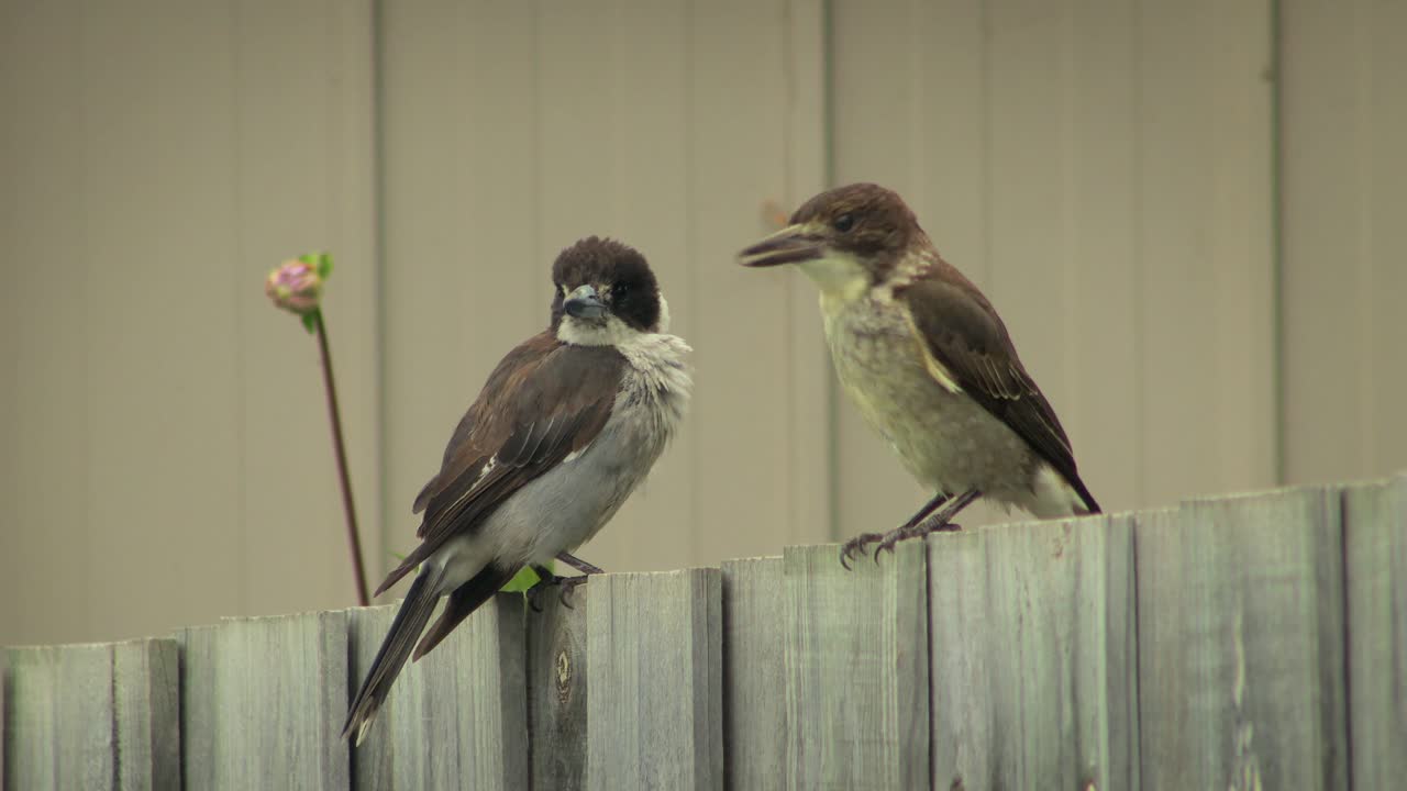 Juvenile Butcherbird Jumping Up Onto Fence Adult Butcherbird Perched On Fence Australia Gippsland Maffra Victoria