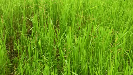 green weeds blown by the wind