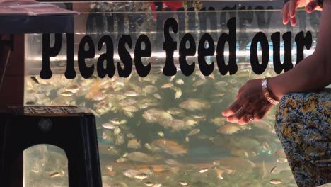 close shot of a tank full of fish for fish massage