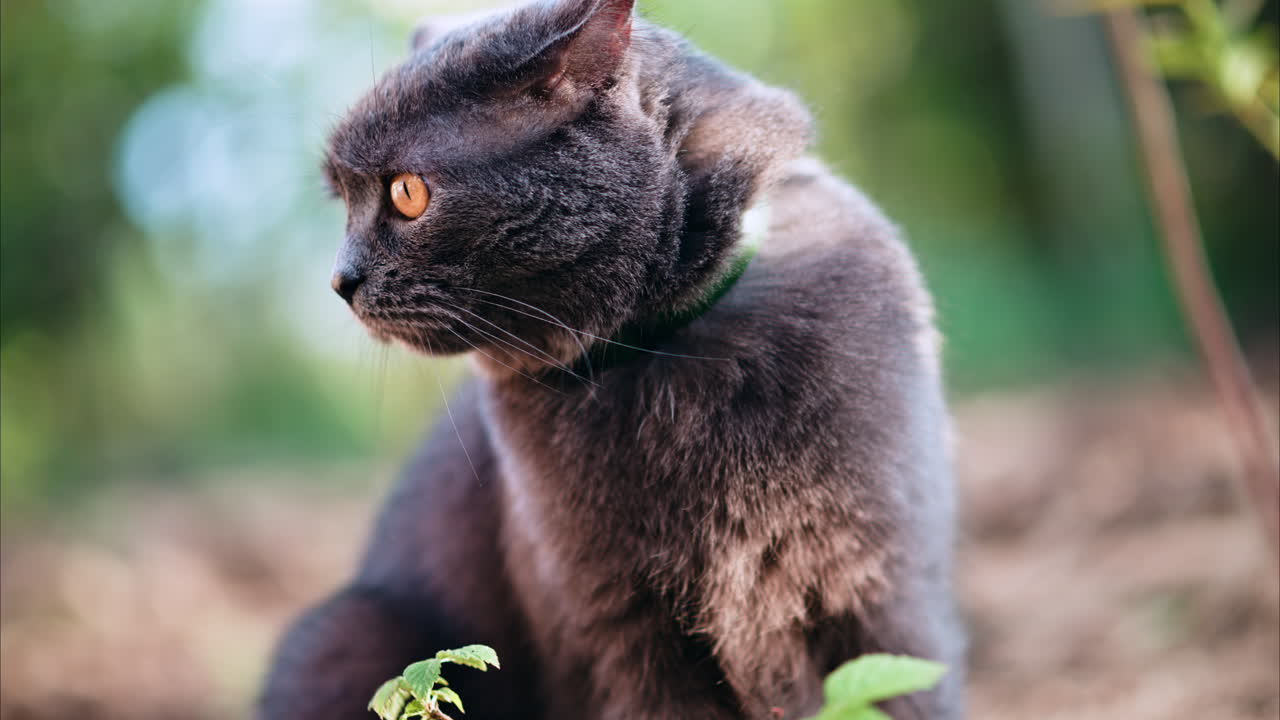 British Shorthair cat with orange eyes looking around in a garden