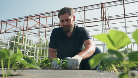 young gardener in gloves working with strawberry plants under greenhouse frame, crouching on weed barrier bed in sunshine, gently lifting bag and using trowel for weeding
