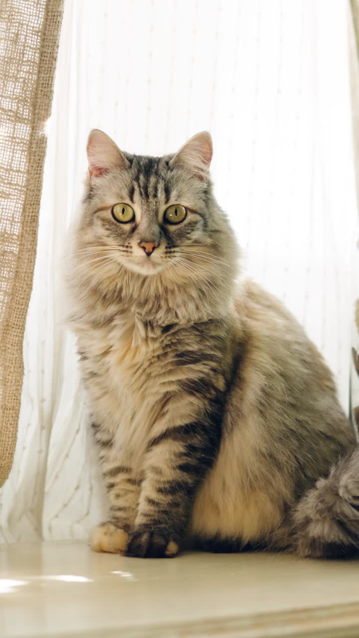 Gatto soriano soffice seduto vicino alla finestra che guarda la telecamera