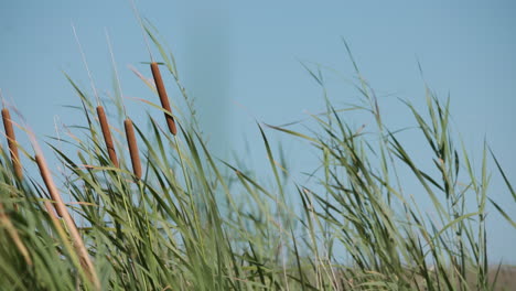 reeds calmly swaying in the wind in slow motion, medium shot