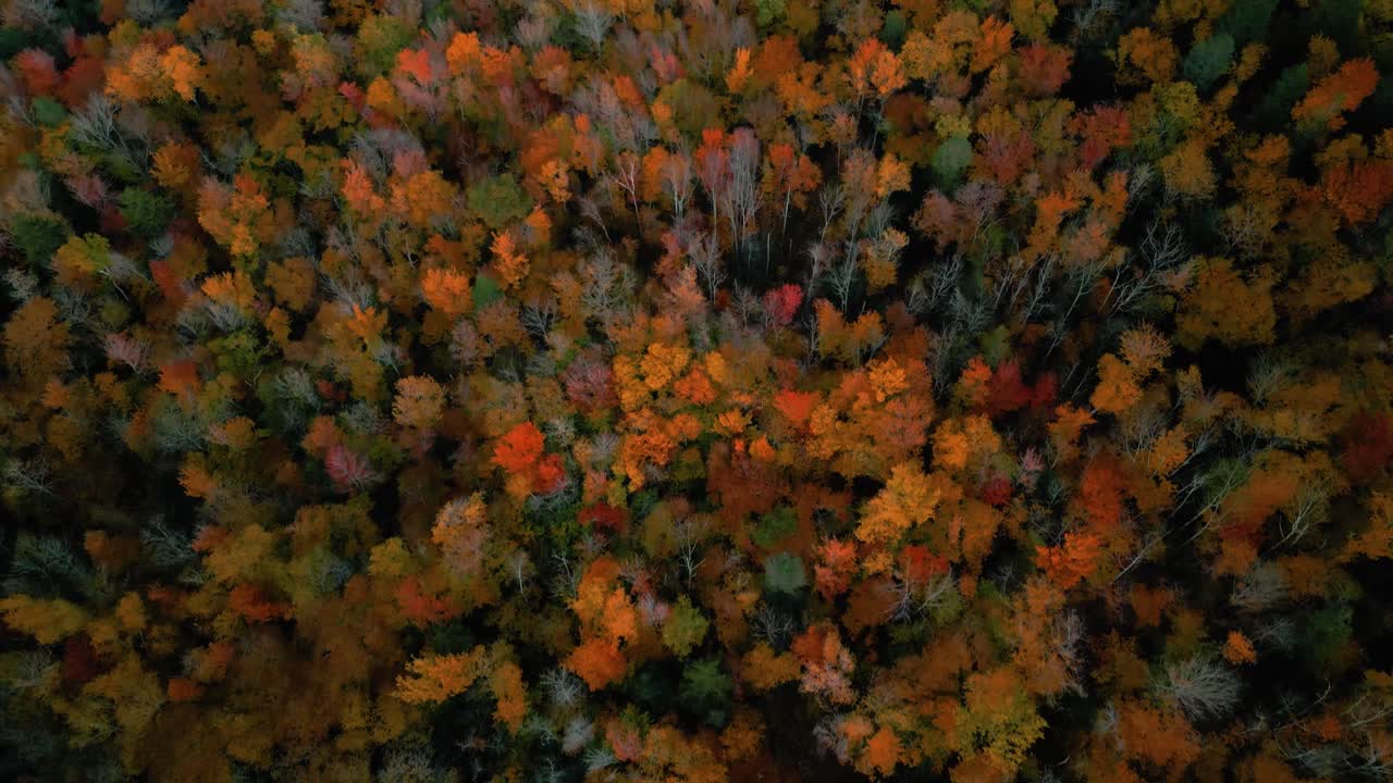Beautiful fall colors in forest canopy - aerial view, Catskills, NY