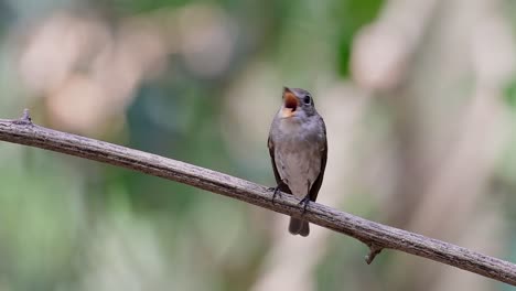 el papamoscas marrón asiático es un pequeño pájaro paseriforme que se reproduce en japón, himalaya y siberia