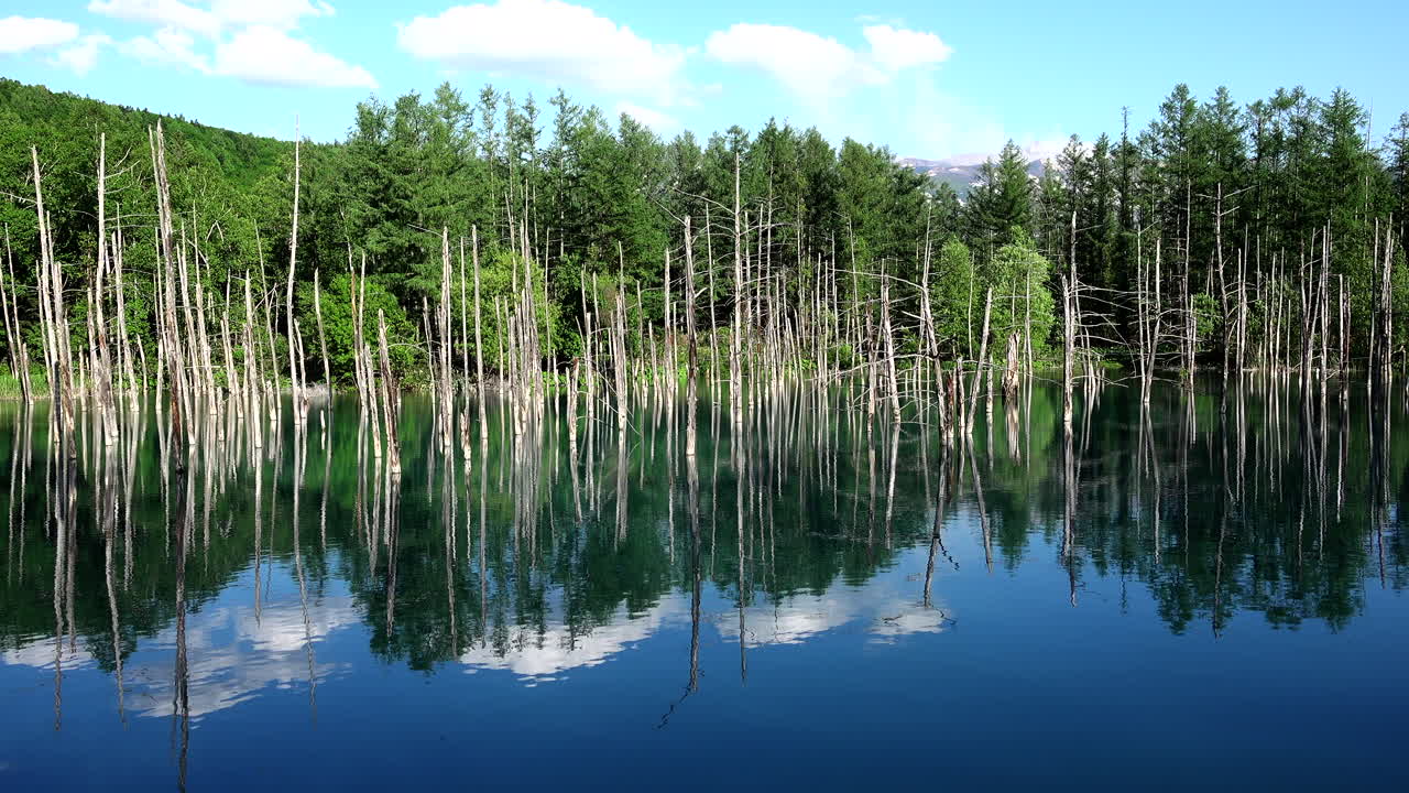 Blue pond Hokkaido Shirogane Japan with the reflection of the trees in the water and a beautiful blue sky with white clouds a wonderful and nature relaxing landscape