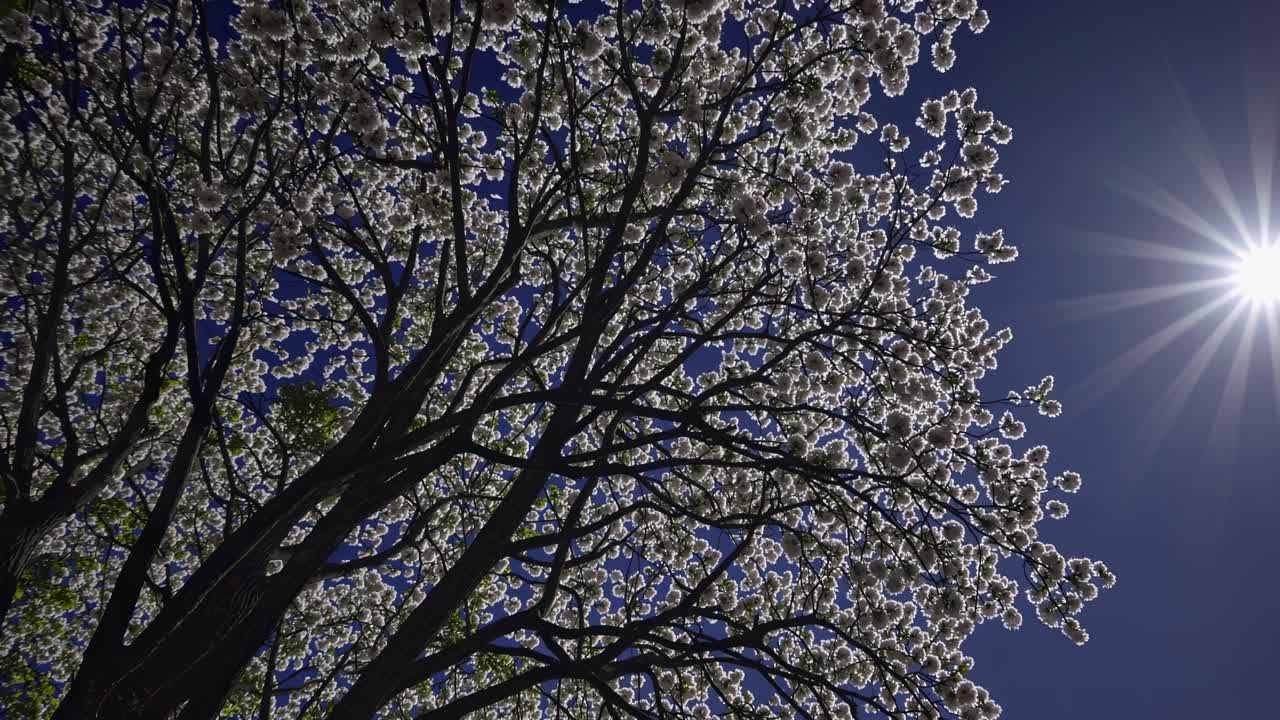 太陽が輝く明るい青空を背景に、木の枝に咲く白い花。