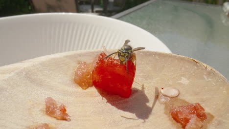 close up of a wasp eating a piece of watermelon