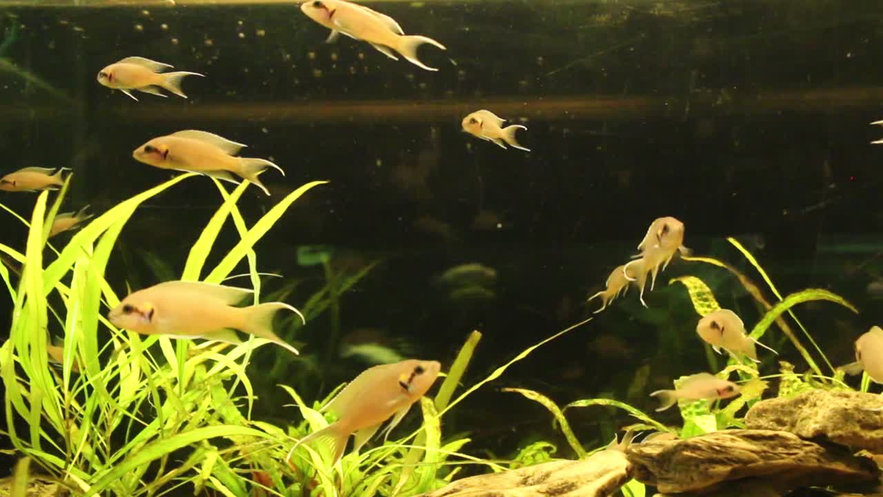 peces nadando en el acuario