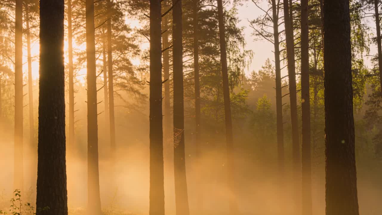 Casting low sun behind tall pine trunks, golden beams streaming through low mist in pine forest