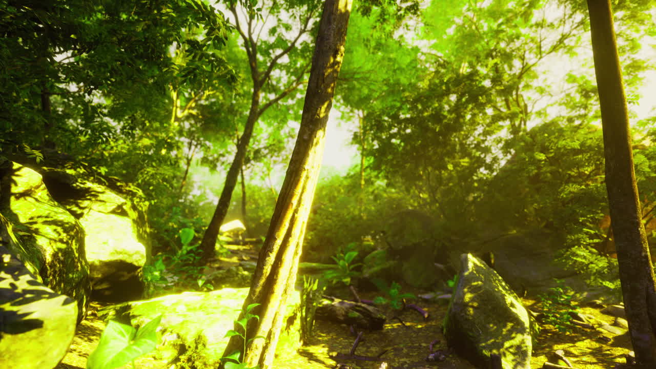 Lush green forest with vibrant sunlight filtering through trees