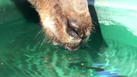 extreme close up shot of a thirsty kangaroo or wallaroo drinking water from the bucket in wildlife sanctuary, australian indigenous wildlife animal species