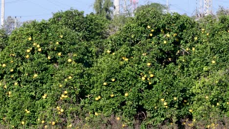 4K Video of workers picking oranges on a sunny day