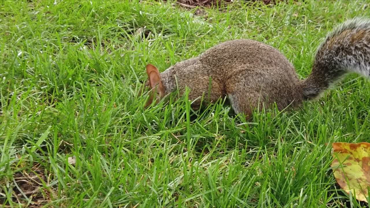 Squirrel with brown fur on a green lawn. Slow motion