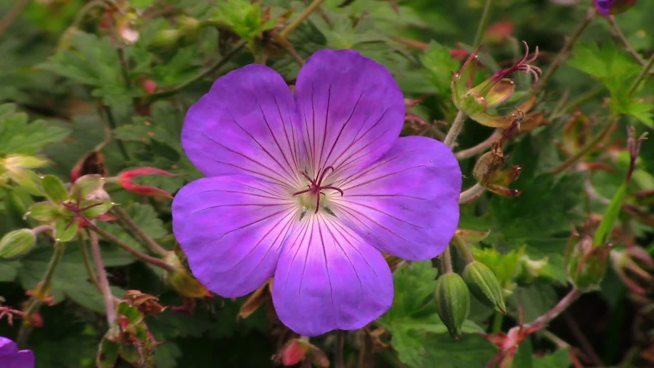 Close-up of Geranium Anne††e flower growing in a cottage garden