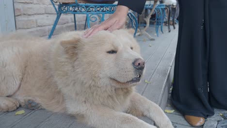 woman petting a chow chow dog outdoors