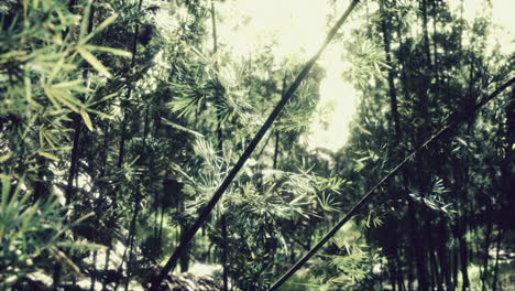 green bamboo forest in hawaii