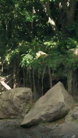 dense jungle with large rocks