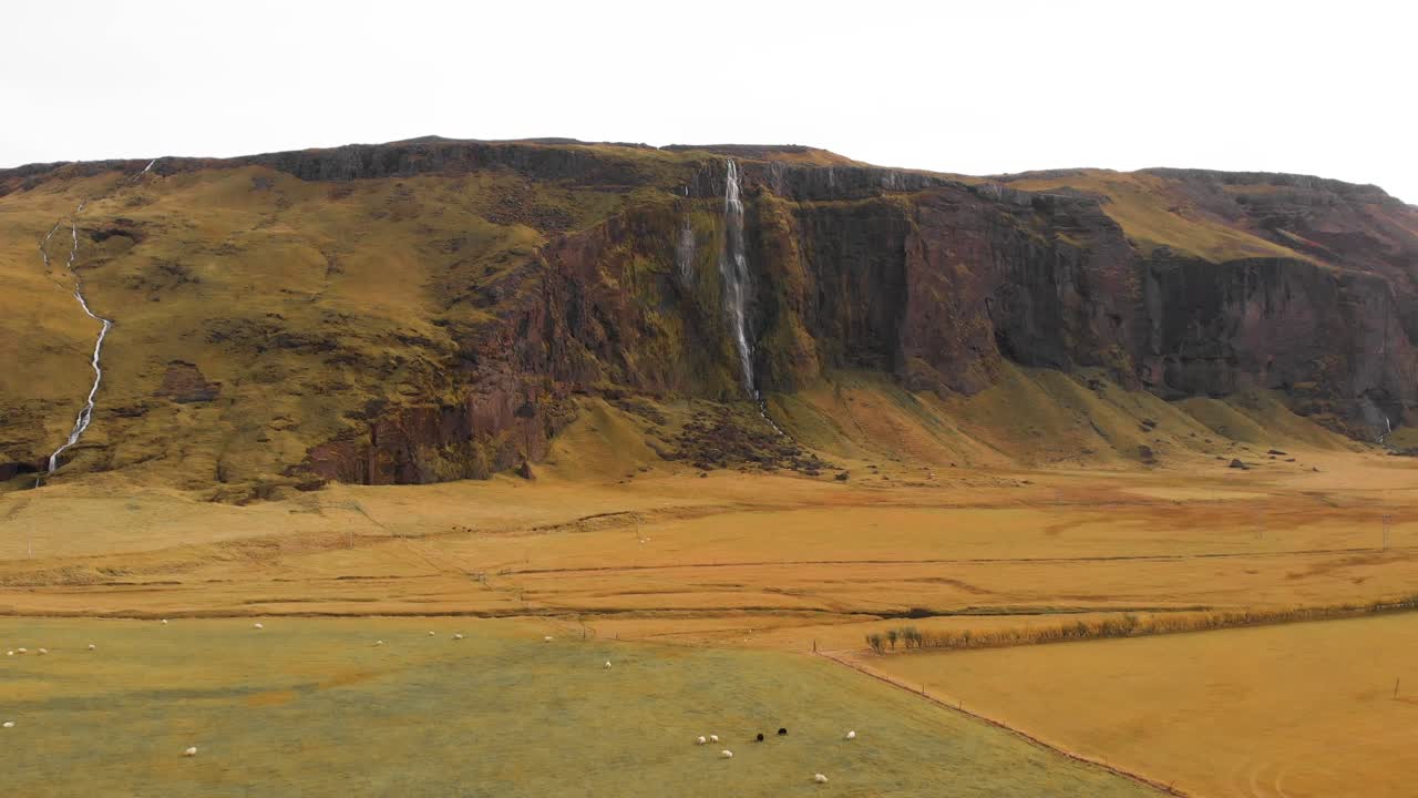 pasto herboso lleno de ovejas pastando debajo del acantilado de la cascada, islandia