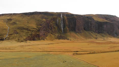 Grassy-pasture-full-of-grazing-sheep-below-waterfall-cliff,-Iceland