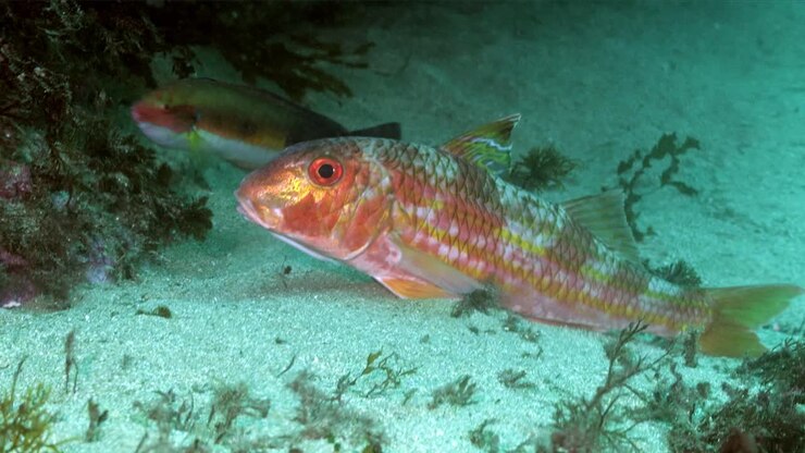 Orange fish swimming in deep clear sea