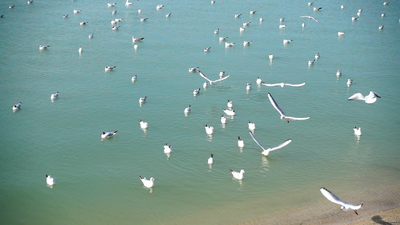 Gaivotas e mar. Câmera lenta