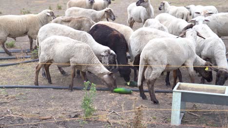 Inquisitive-sheep-enjoying-zucchini-treats