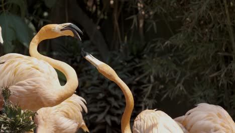 two caribbean flamingoes fighting each other with their beaks