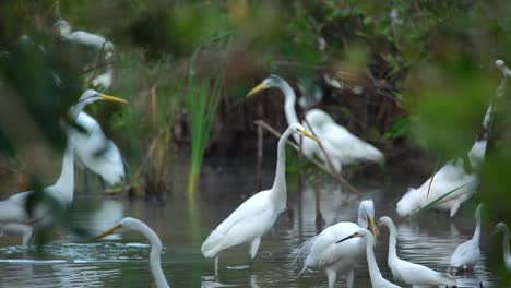 Grandes-Garcetas-Blancas-Comen-Pescado-En-Los-Everglades-De-Florida