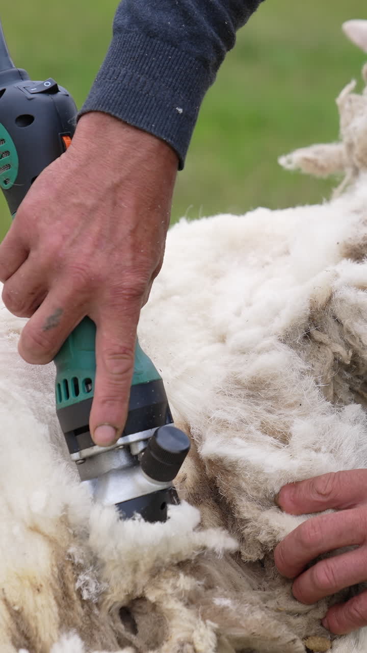 Soft white wool shearing from adult sheep. Farmer shearing sheep with electric professional clipper outdoors. Close-up. Vertical video