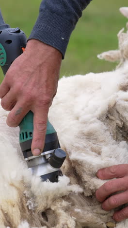 soft white wool shearing from adult sheep. farmer shearing sheep with electric professional clipper outdoors. close-up. vertical video