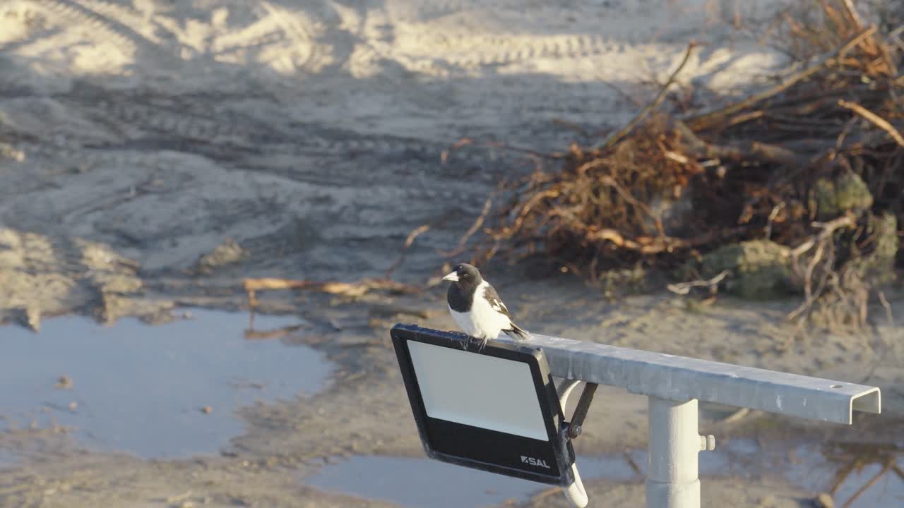 A magpie butcher bird perches on a light fixture at Gold Coast beach, captured in natural daylight with a static camera