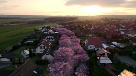 Cerezos-Rosas-Florecientes-Y-árboles-De-Sakura-En-Un-Barrio-Moderno-En-Desarrollo-De-Casas-Suburbanas-En-Una-Romántica-Puesta-De-Sol,-Svitavy,-República-Checa---Toma-Aérea-De-Drones