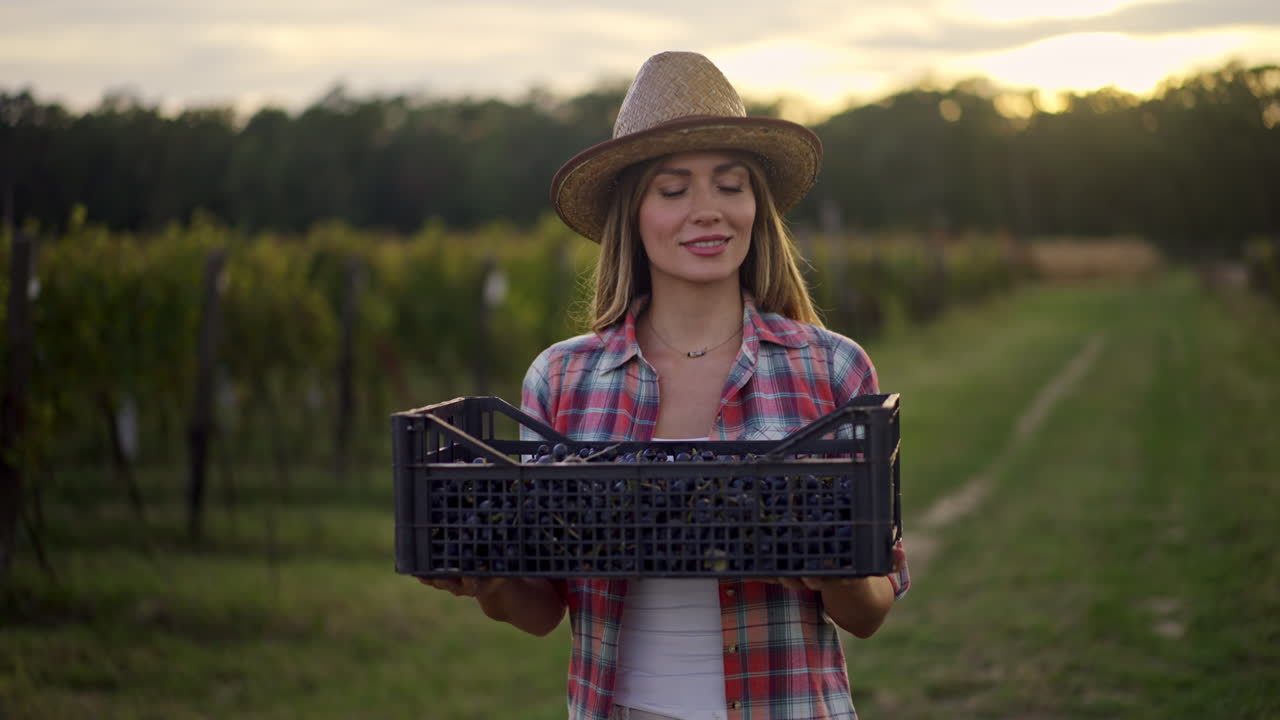 mujer cosechando uvas en el viñedo