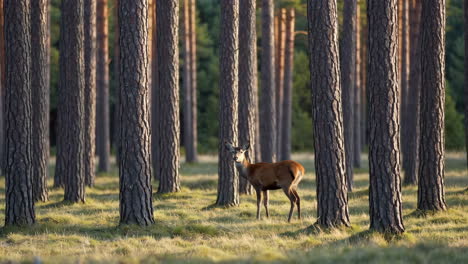 a deer standing in a sunlit pine forest