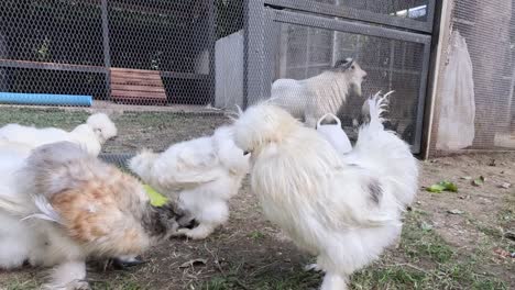 pollos y cabras interactuando alrededor de un objeto verde.