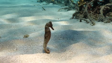 sea horse in shallow water of coral reef in the caribbean sea around curacao