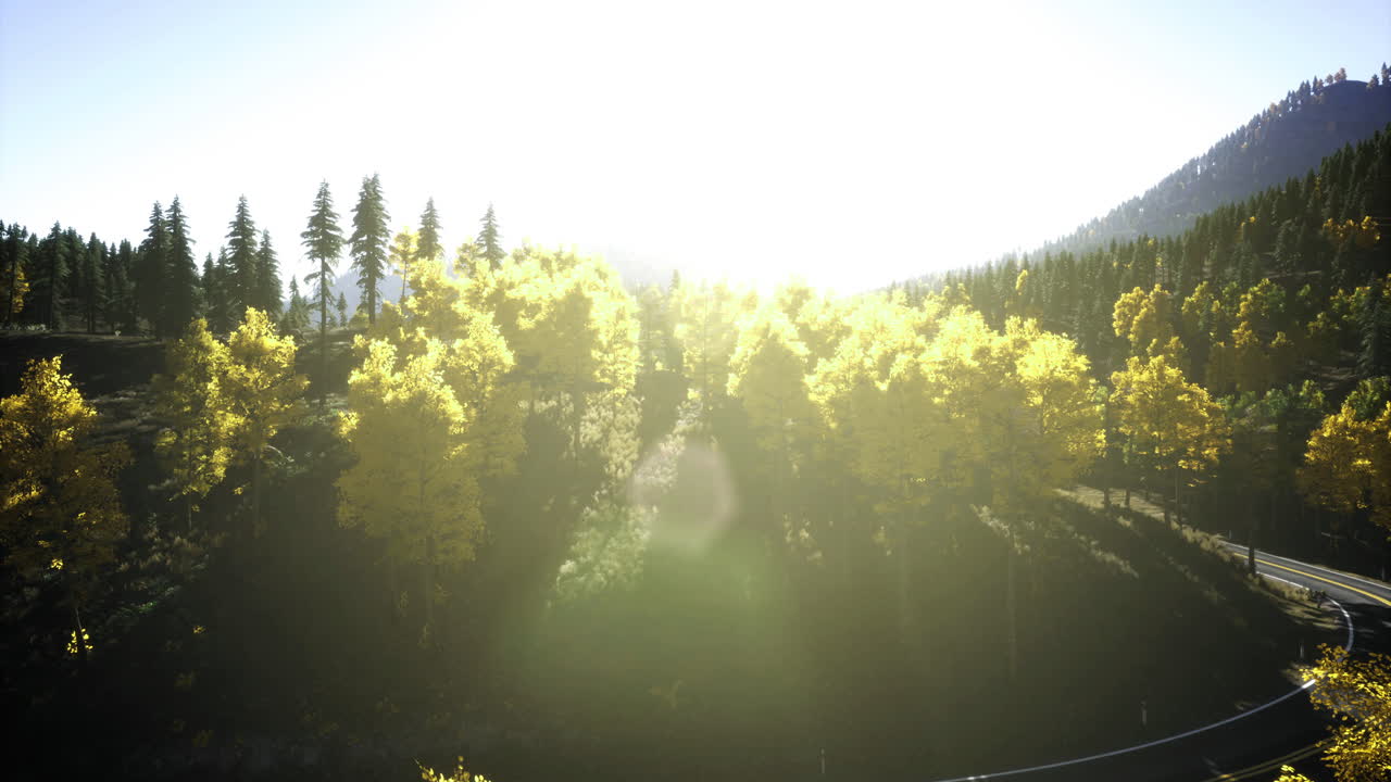 Lush green forest bathed in sunlight beside winding road in autumn